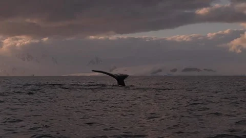 Humpback Whale Fluke Up Dive in Open Ocean Stock-Footage 328933011