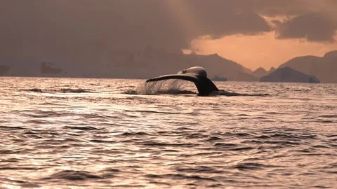 Humpback Whale Fluke Up Dive in Open Ocean Stock-Footage 328933016