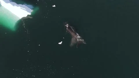 Humpback Whale Fluke Up Dive in Open Ocean Vídeos de archivo 328935769