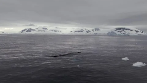 Humpback Whale Fluke Up Dive in Open Ocean Vídeos de archivo 328935801