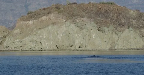 Humpback whale fluke / diving / Baja Stock Footage 81715216