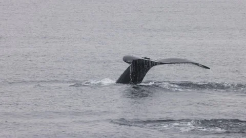 Humpback whale fluking showing fluke diving in sea. Closeup wildlife photography Stock-Footage 170042811