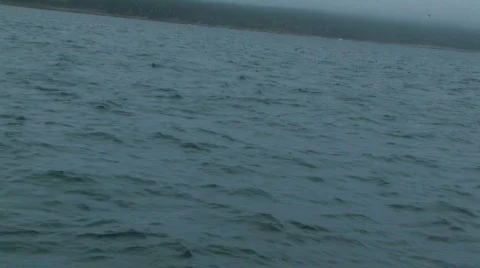 HUMPBACK WHALE Stock-Footage 149648