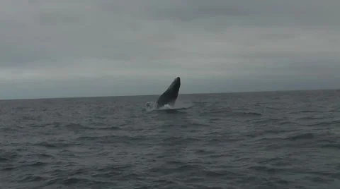 Humpback whale Stock Footage 885520