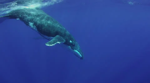 Humpback whale 스톡 동영상 25453463