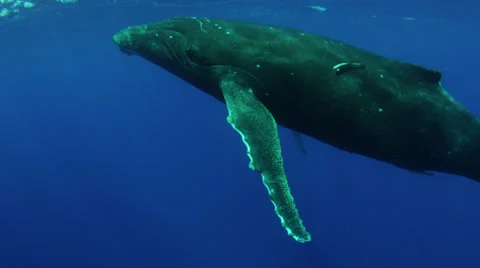 Humpback whale Vídeos de archivo 25454426