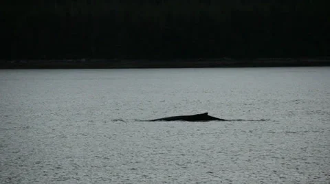 Humpback Whale Stock Footage 26094958