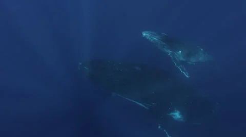 Humpback whale Stock Footage 30347597