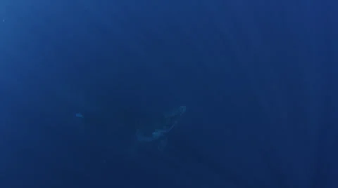 Humpback whale Stock Footage 30348306
