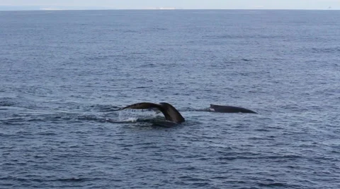 Humpback whale Stock Footage 46750838