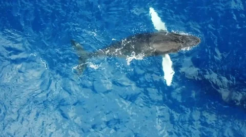 Humpback Whale Video stock 47287197