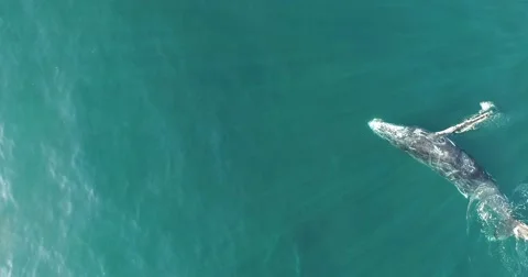 Humpback Whale Vidéo 53463732