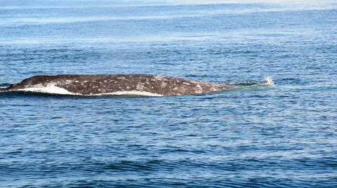 Humpback Whale Stock Footage 64343372