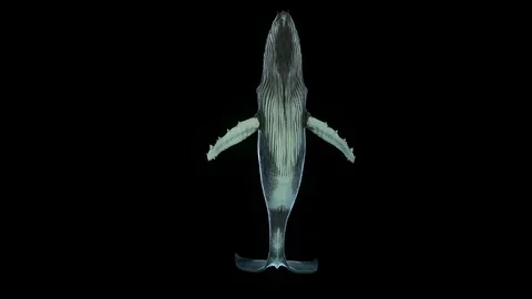 Humpback Whale 库存影片 100838937