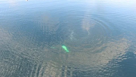 Humpback Whale Video stock 113118539