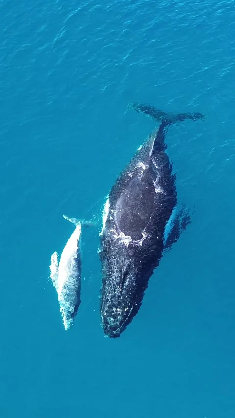 Humpback whale Stock Footage 246892746