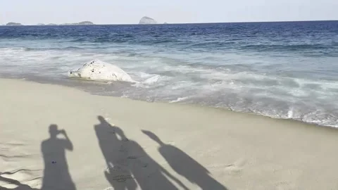 Humpback whale found dead on Rio de Janeiro beach, BRASIL, BR - 22 Jul 2025 Stock Footage 313509692