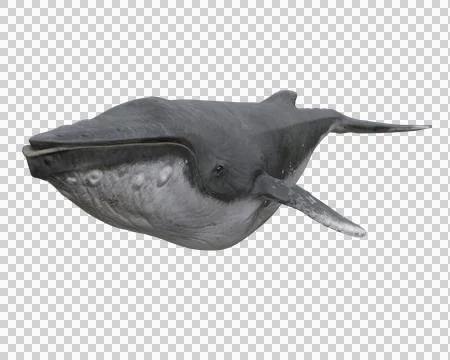 Humpback whale front perspective view. 3D rendering isolated.with clipping .. Stock Illustration