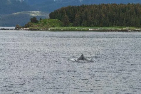 Humpback whale in front of trees Stock Photos