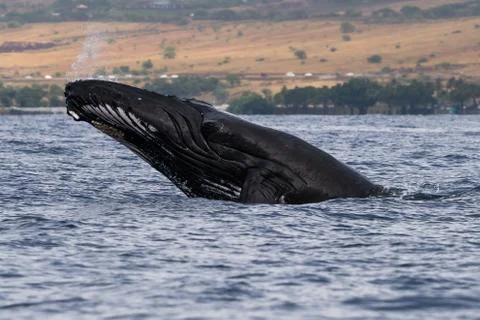 Humpback whale head lunge. Stock Photos