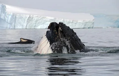 Humpback whale head Stock Photos
