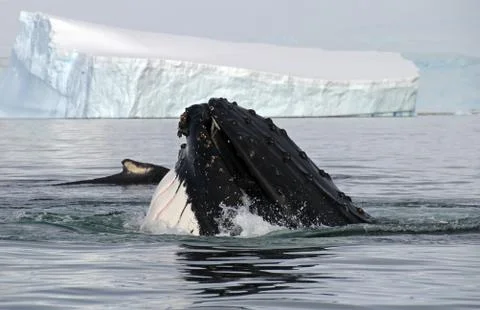Humpback whale head Stock Photos