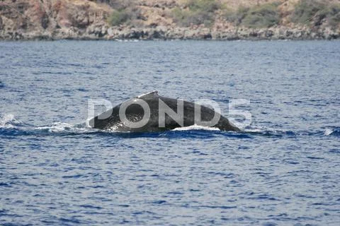 Humpback whale immerse Stock Photos