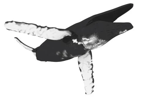 Humpback whale isolated on white background Stock Illustration