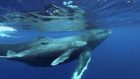 Humpback whale with its calf Stock Footage