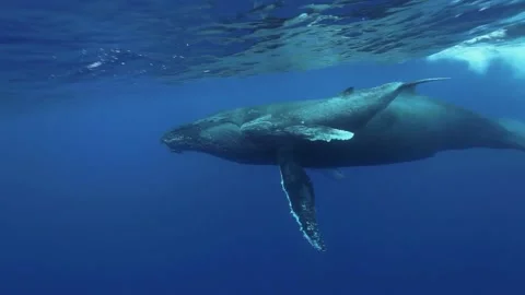 Humpback whale with its calf Stock Footage 131700700