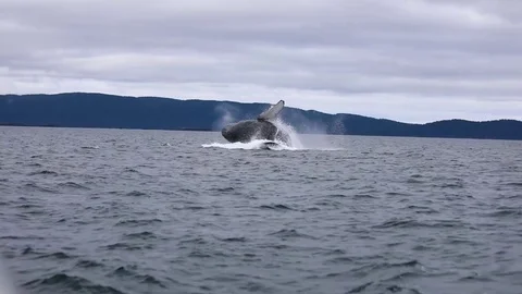 Humpback Whale Jumping Stock Footage