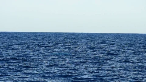 Humpback whale jumping Stock Footage 85396524