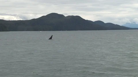 Humpback Whale jumping Stock Footage 85536120