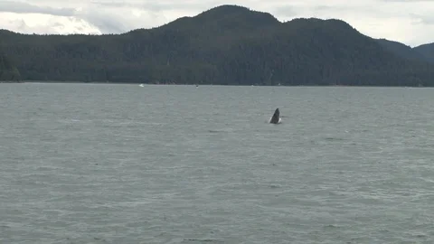 Humpback Whale jumping Stock Footage 85536135