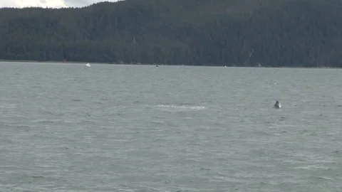 Humpback Whale jumping Stock Footage 85536141