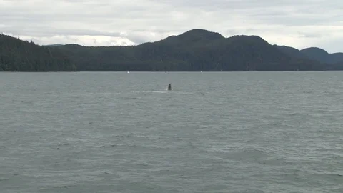 Humpback Whale jumping Stock Footage 85536146