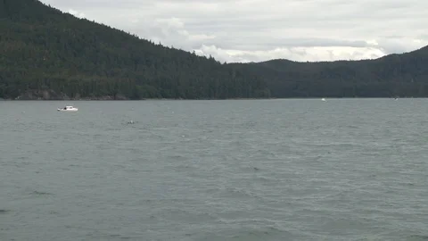 Humpback Whale jumping Stock Footage 85536148