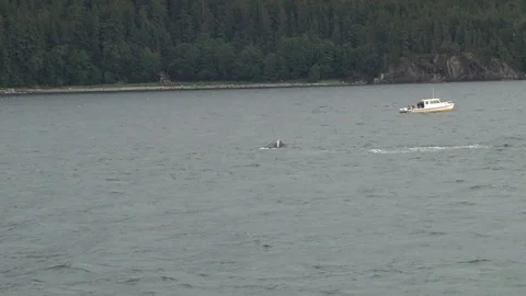 Humpback Whale jumping Stock Footage 85536151