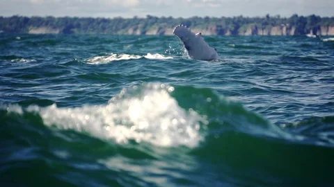 Humpback whale jumping Stock Footage 101250474