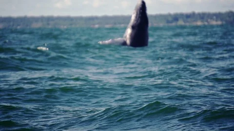 Humpback whale jumping Stock Footage 101250591