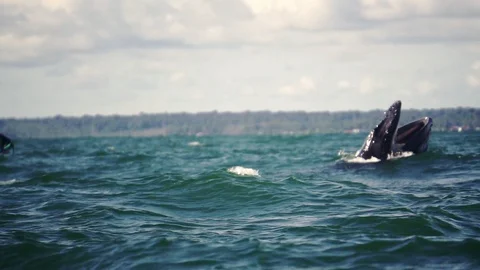 Humpback whale jumping Stock Footage 101250682