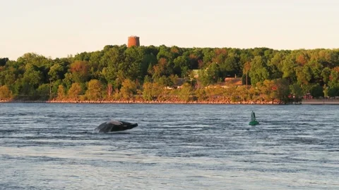 Humpback whale jumping Stock Footage