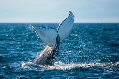 Humpback whale jumping out of the ocean water and splashing, Bay of Fundy Stock Photos