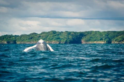 Humpback whale jumping Stock Photos
