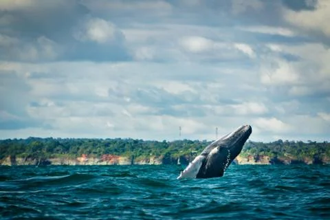 Humpback whale jumping Stock Photos