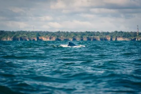 Humpback whale jumping Stock Photos