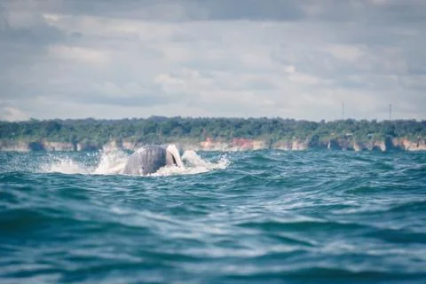 Humpback whale jumping Stock Photos