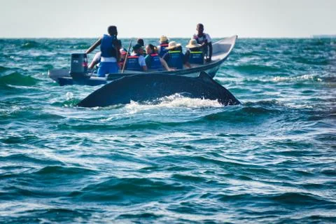 Humpback whale jumping Stock Photos