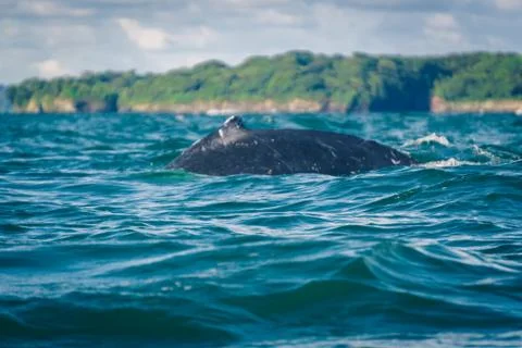 Humpback whale jumping Stock Photos