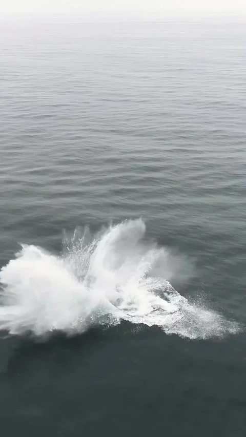 Humpback whale jumping in the sea Stock Footage 317926161
